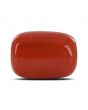Red Coral (Moonga) - 13 Carat