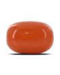 Red Coral (Moonga) - 14.92 Carat 