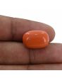 Red Coral (Moonga) - 14.92 Carat 