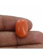 Red Coral (Moonga) - 14.92 Carat 