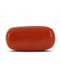 Red Coral (Moonga) - 14.67 Carat 
