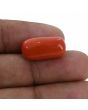 Red Coral (Moonga) - 14.67 Carat 
