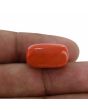 Red Coral (Moonga) - 17.52 Carat 