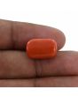 Red Coral (Moonga) - 12.27 Carat 