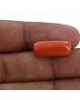 Red Coral (Moonga) - 10.52 Carat 