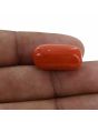 Red Coral (Moonga) - 16.93 Carat 