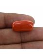 Red Coral (Moonga) - 16.93 Carat 