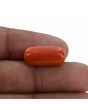 Red Coral (Moonga) - 10.88 Carat 