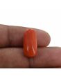Red Coral (Moonga) - 10.88 Carat 