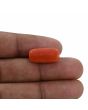 Red Coral (Moonga) - 10.88 Carat 