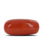 Red Coral (Moonga) - 11.78 Carat 