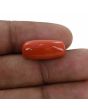 Red Coral (Moonga) - 11.78 Carat 