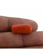 Red Coral (Moonga) - 11.78 Carat 