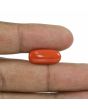 Red Coral (Moonga) - 6.61 Carat 