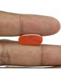 Red Coral (Moonga) - 6.61 Carat 