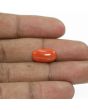 Red Coral (Moonga) - 6.96 Carat 