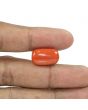 Red Coral (Moonga) - 14.9 Carat 