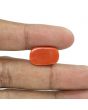 Red Coral (Moonga) - 14.9 Carat 