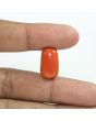 Red Coral (Moonga) - 14.9 Carat 