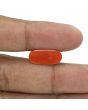 Red Coral (Moonga) - 5.93 Carat 