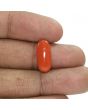Red Coral (Moonga) - 5.93 Carat 