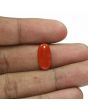 Red Coral (Moonga) - 5.37 Carat 