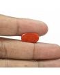 Red Coral (Moonga) - 5.37 Carat 