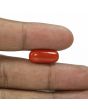 Red Coral (Moonga) - 6.84 Carat 