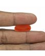 Red Coral (Moonga) - 6.78 Carat 