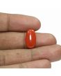 Red Coral (Moonga) - 5.31 Carat 