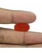 Red Coral (Moonga) - 7.99 Carat 