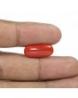 Red Coral (Moonga) - 6.05 Carat 