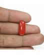 Red Coral (Moonga) - 6.05 Carat 