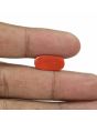 Red Coral (Moonga) - 5.43 Carat 
