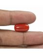 Red Coral (Moonga) - 6.68 Carat 