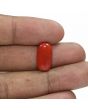 Red Coral (Moonga) - 6.68 Carat 