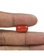 Red Coral (Moonga) - 5.28 Carat 