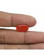 Red Coral (Moonga) - 5.28 Carat 