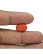 Red Coral (Moonga) - 5.79 Carat 