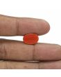 Red Coral (Moonga) - 5.79 Carat 