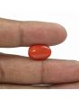 Red Coral (Moonga) - 6.5 Carat 