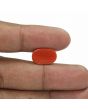 Red Coral (Moonga) - 6.5 Carat 