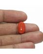 Red Coral (Moonga) - 6.5 Carat 