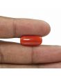 Red Coral (Moonga) - 6.52 Carat 