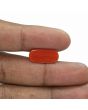 Red Coral (Moonga) - 6.52 Carat 