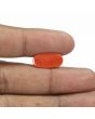 Red Coral (Moonga) - 5.31 Carat 