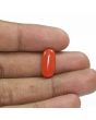 Red Coral (Moonga) - 5.31 Carat 