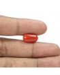 Red Coral (Moonga) - 5.55 Carat 
