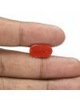 Red Coral (Moonga) - 5.55 Carat 