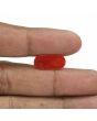 Red Coral (Moonga) - 6.27 Carat 